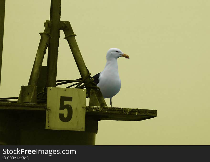 Guardian Bird