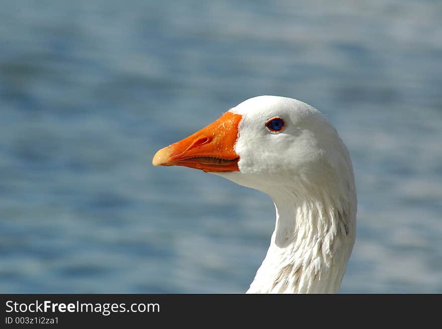 Lonely goose looking around. Lonely goose looking around.