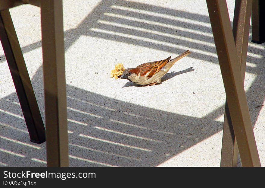 Sparrow eating crumb scraps under table