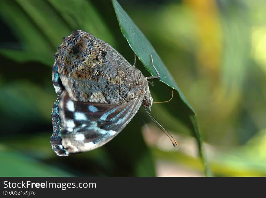 Butterfly on leaf