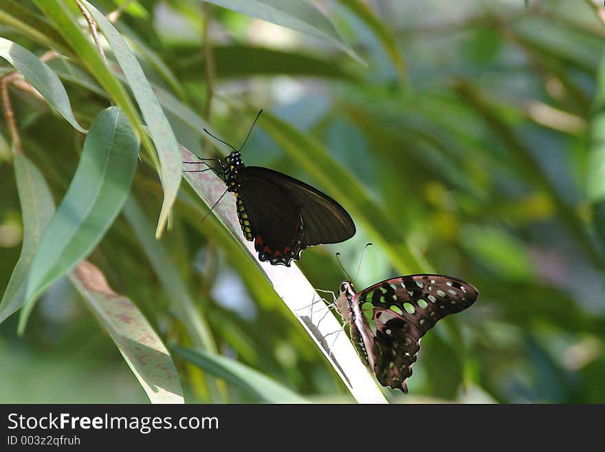 Butterflies on leaf