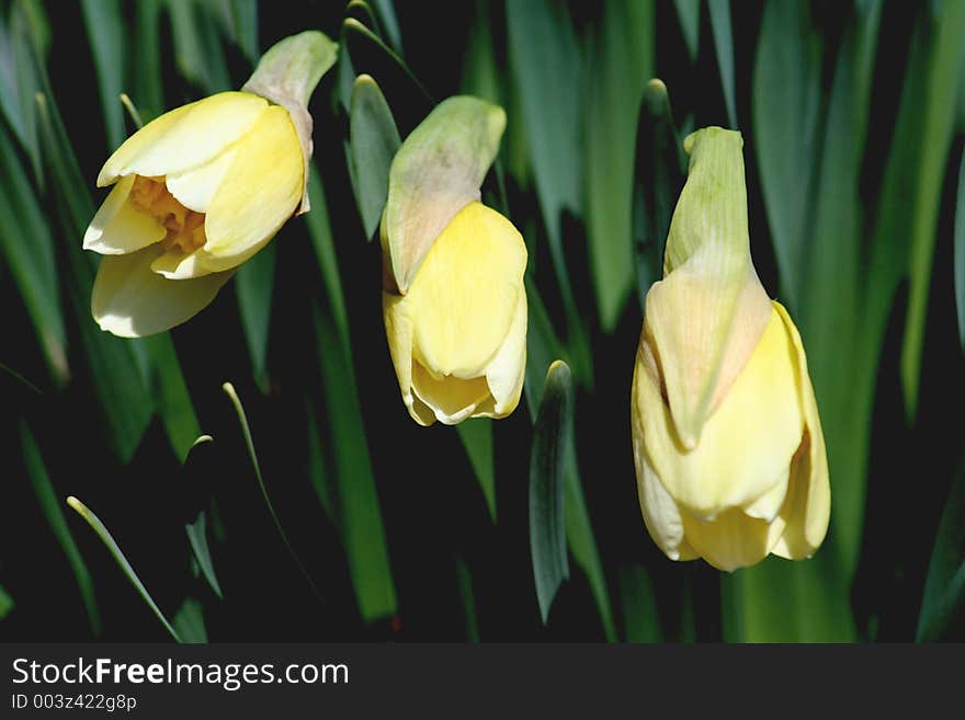 3 blooming daffodils. 3 blooming daffodils