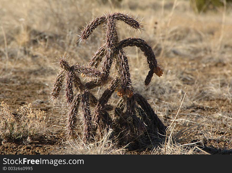 Catus during the winter months. Catus during the winter months