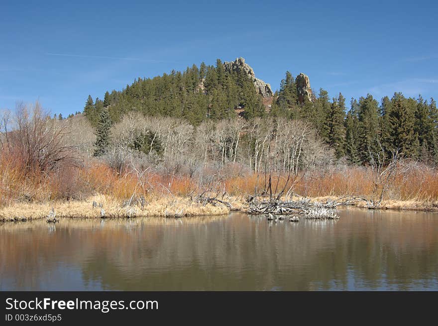 Beaver Dam in the Spring