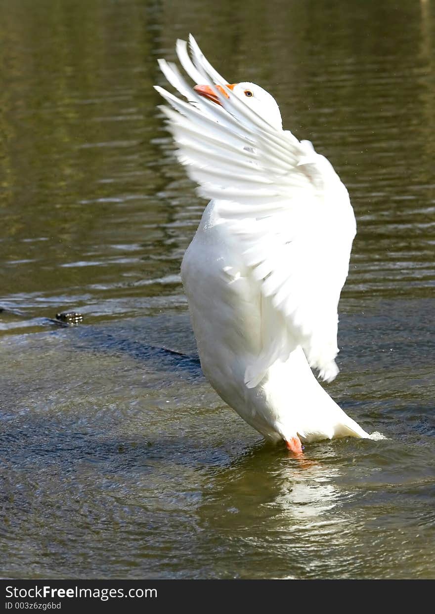 Geese flapping its wings-focus on head