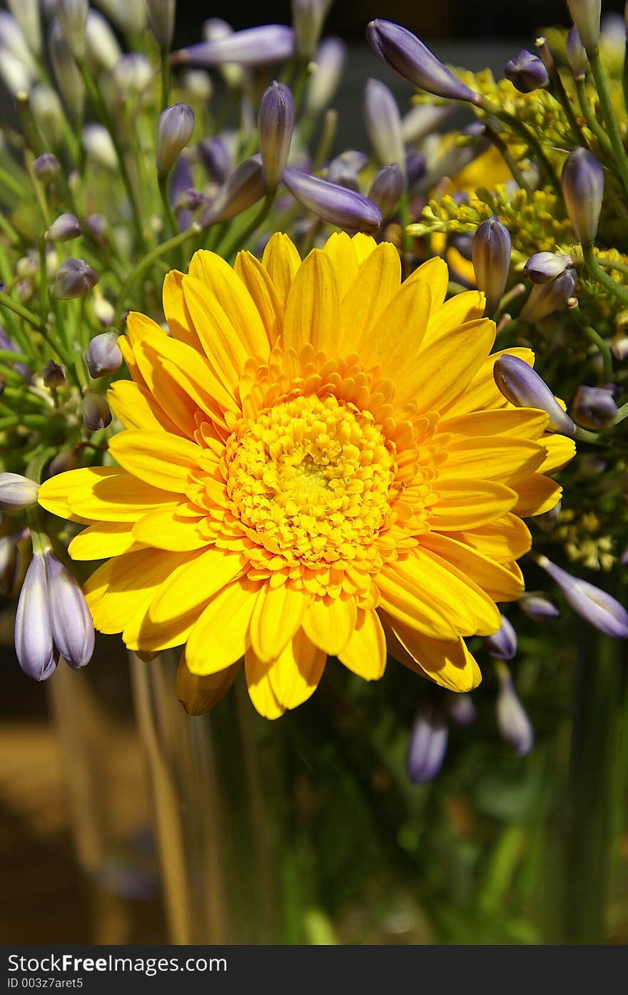 A yellow flower in the sun. A yellow flower in the sun