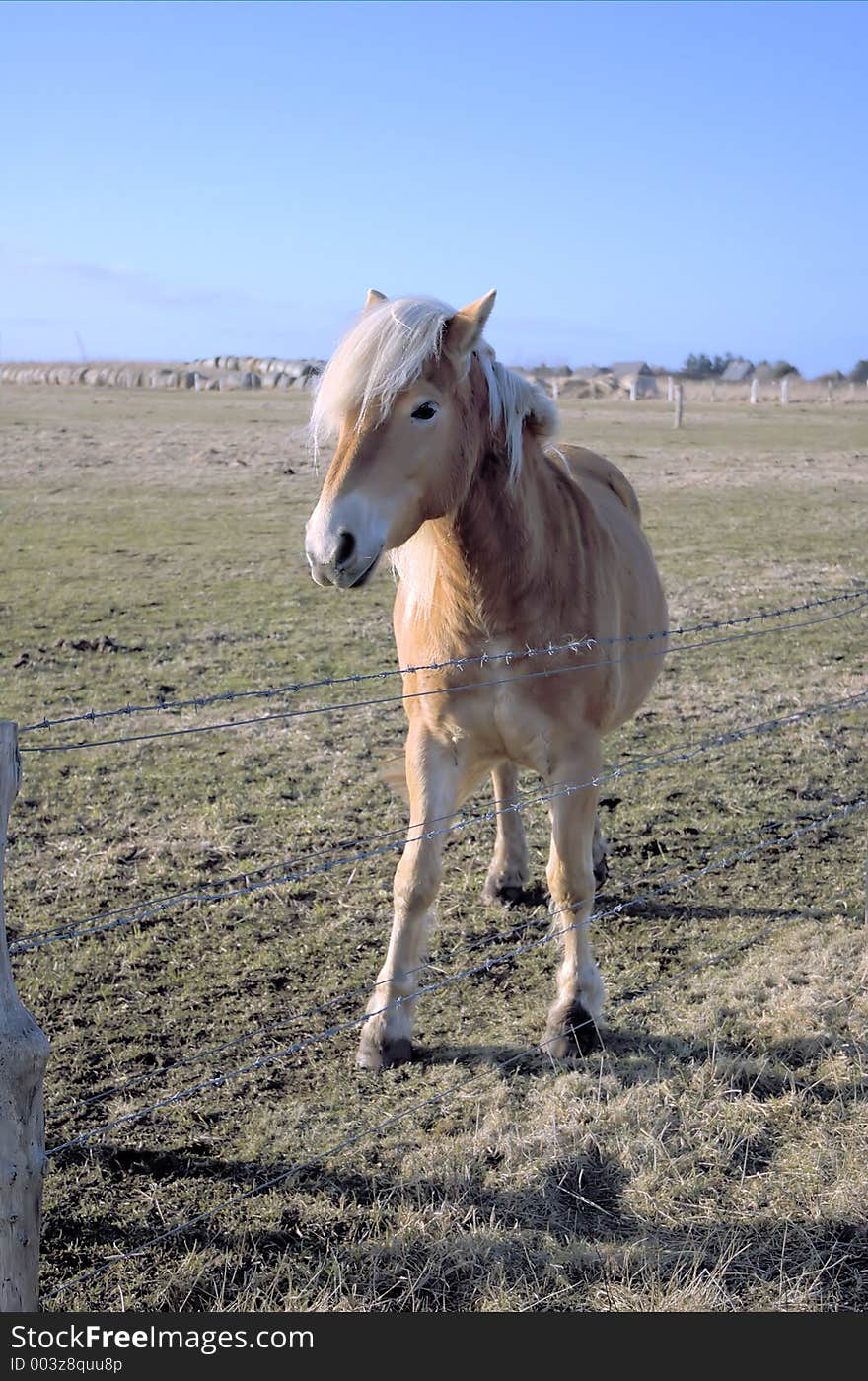 Pony Front