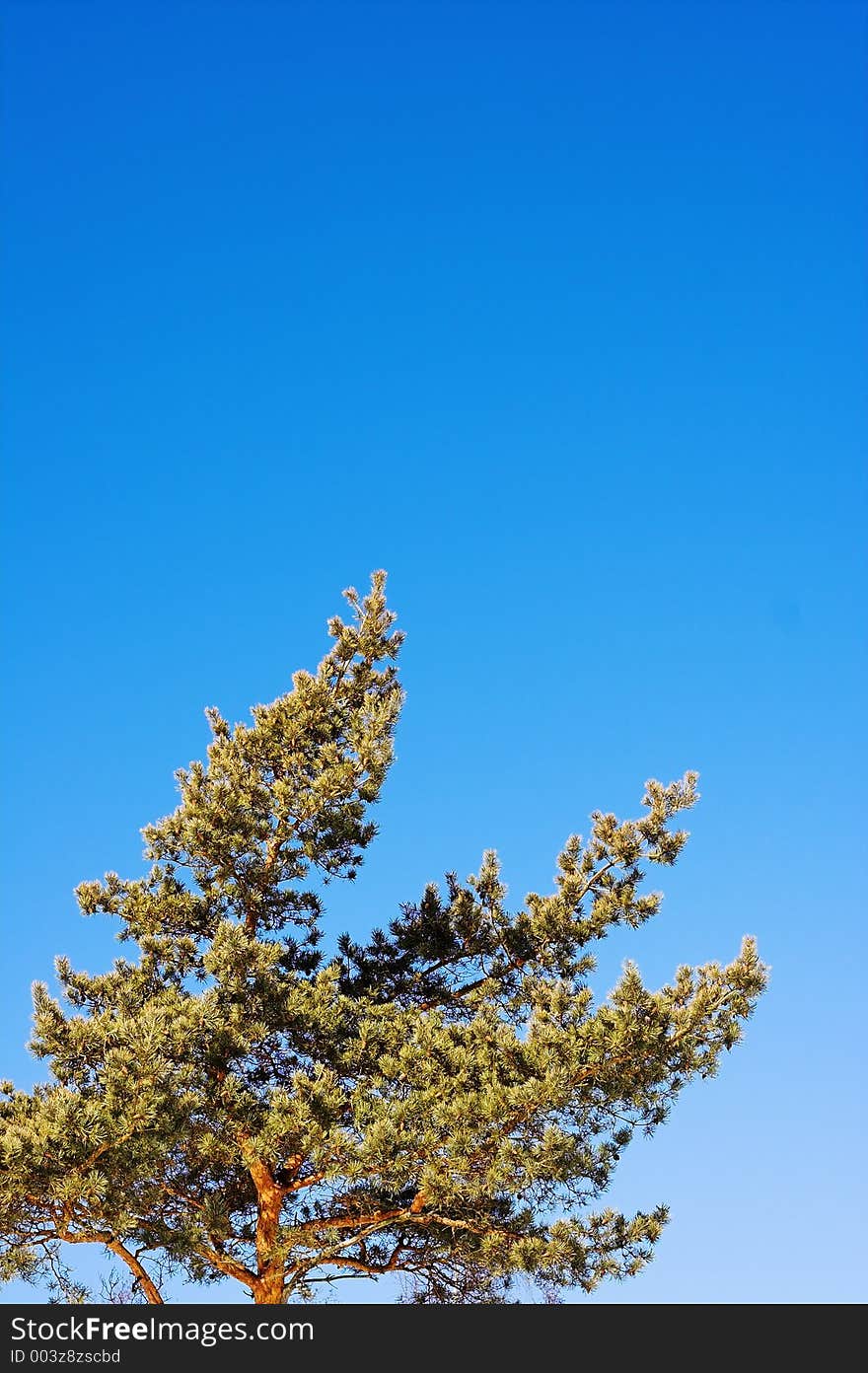 Pine and blue sky