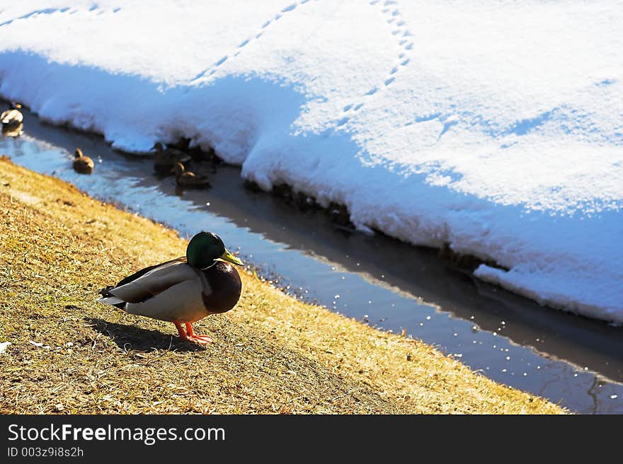 Duck in spring sun