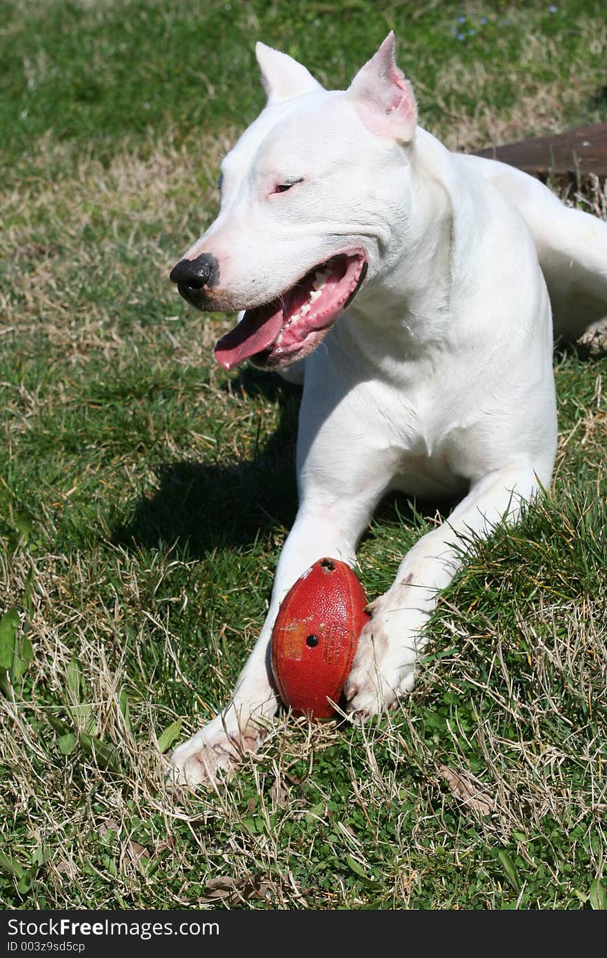 Dogo Argentine With Rugby Ball