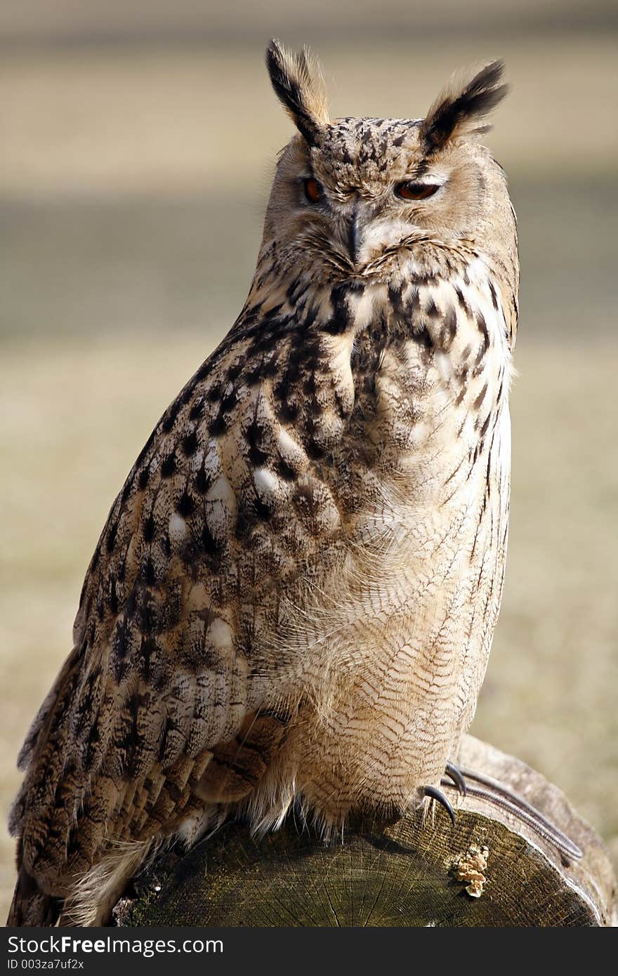 Eagle Owl