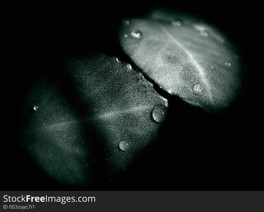 Leaves of a flower