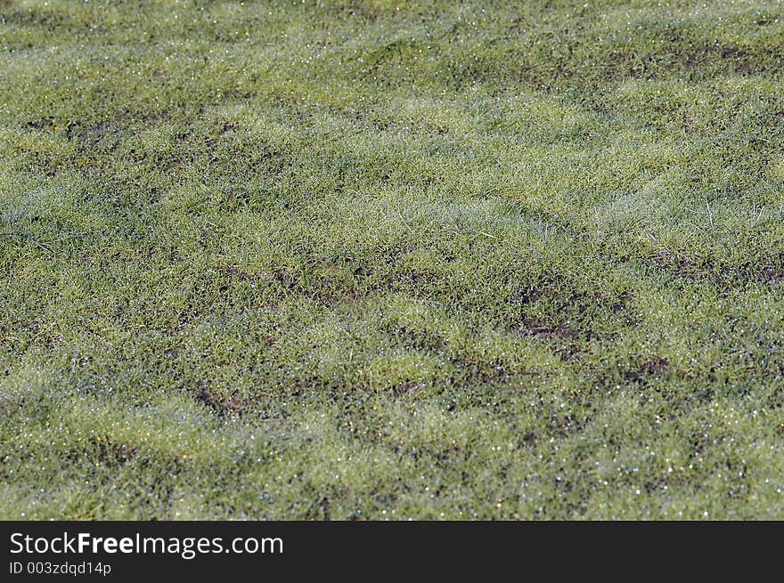 Moments after the sun touches the ground frost is transformed into pearly dewdrops drops. Moments after the sun touches the ground frost is transformed into pearly dewdrops drops