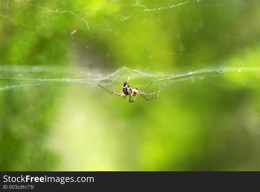 A small spider hangs from a horizontal web against a blurred background of vegetation. A small spider hangs from a horizontal web against a blurred background of vegetation