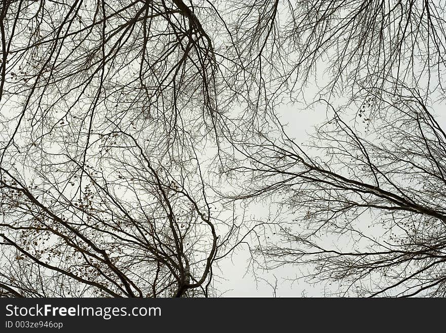 Branches Abstract