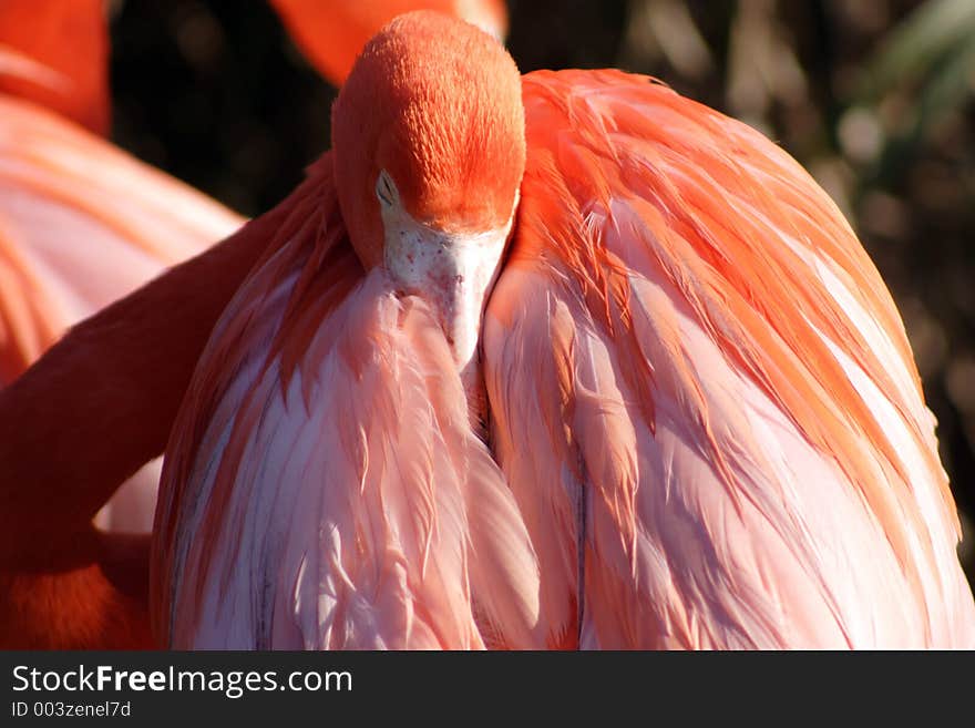 Pink flamingo, florida. Pink flamingo, florida