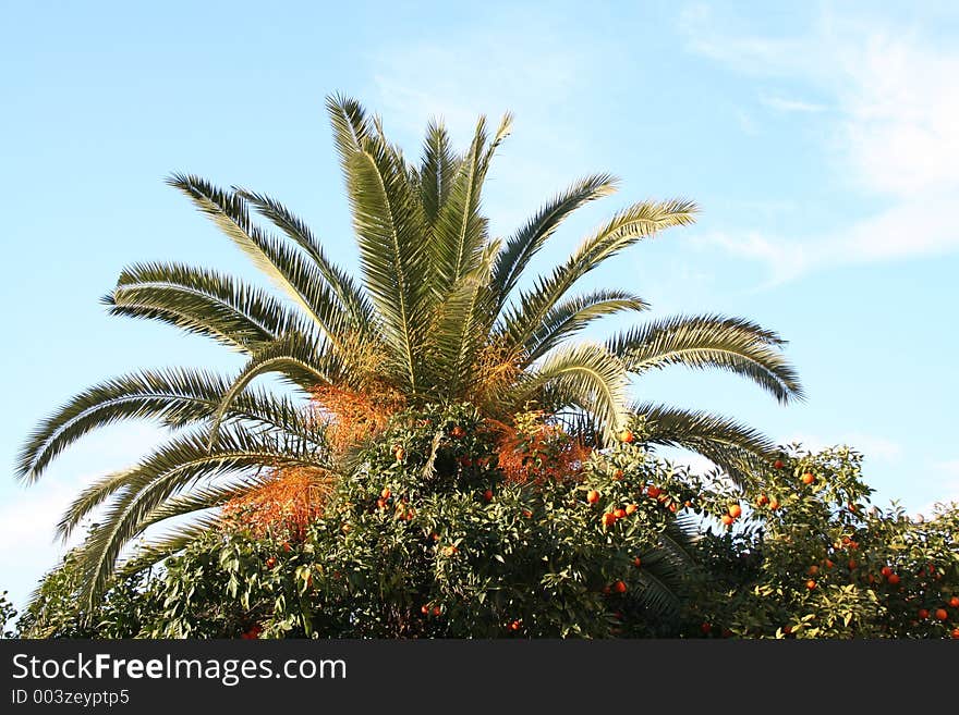 Date palm tree and oranges hanging on the tree