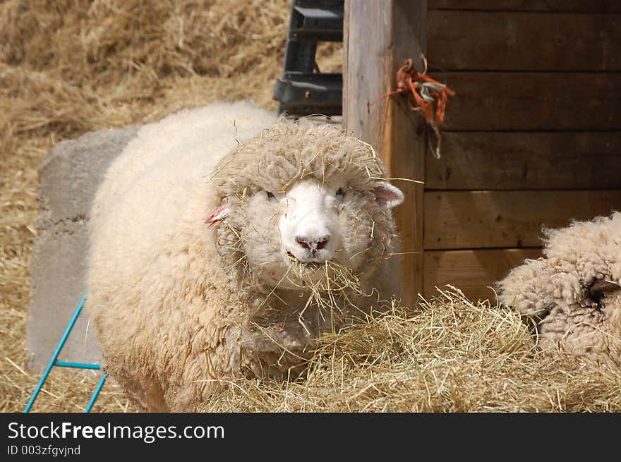 Sheep eating hay