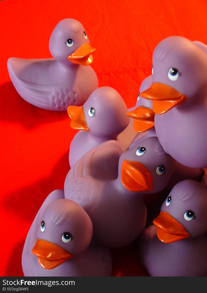 Purple ducks playing