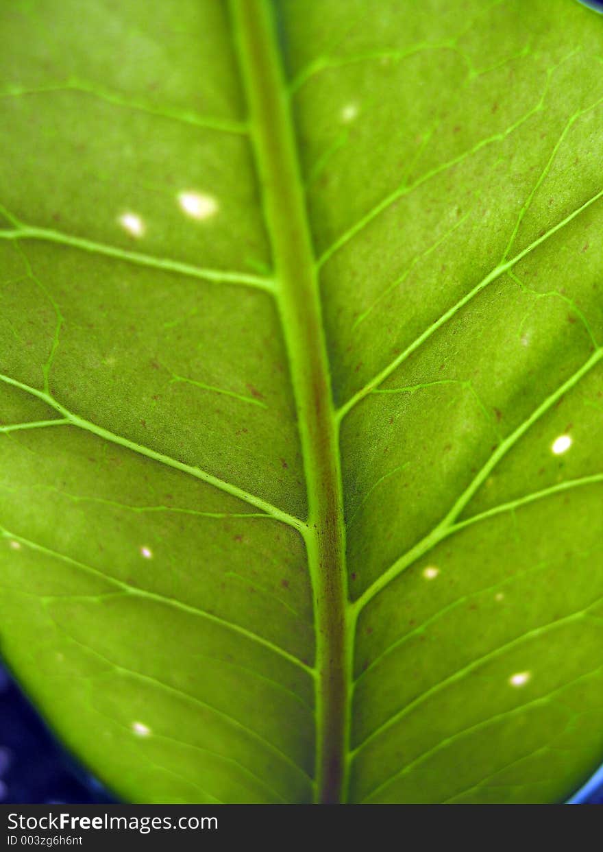 Green Leaf Veins