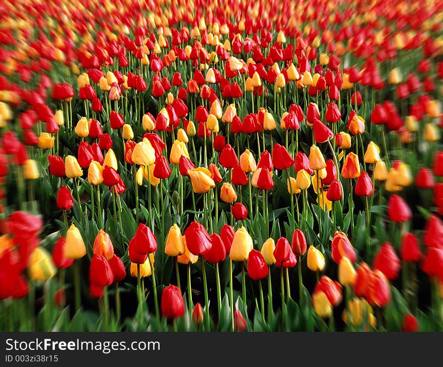 Thousand of flower in red and yellow