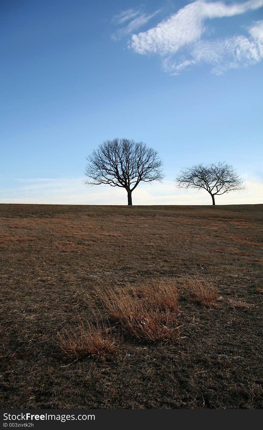 Trees in the Meadow, focus on meadows in the foreground with background trees in soft focus. Trees in the Meadow, focus on meadows in the foreground with background trees in soft focus