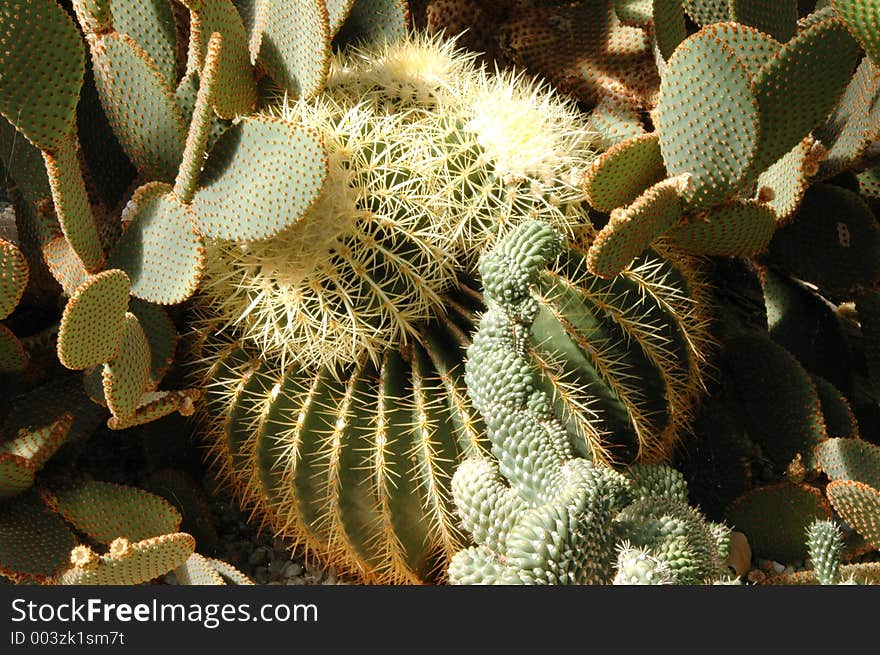 Assorted cacti arranged in a garden. Assorted cacti arranged in a garden.