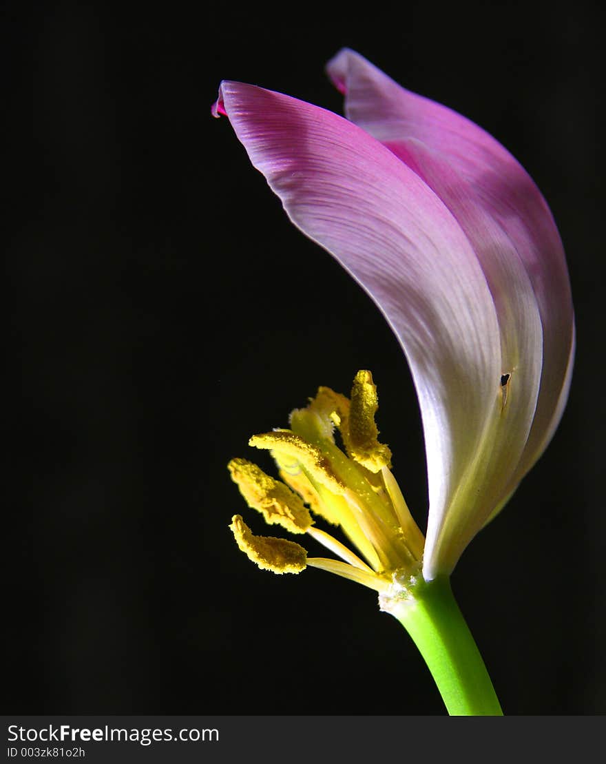 Tulip