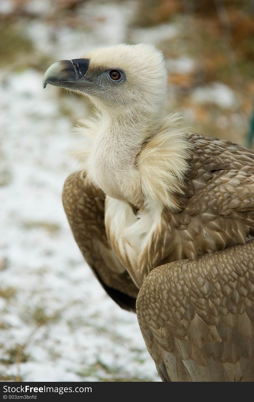 Vulture portrait in the zoo