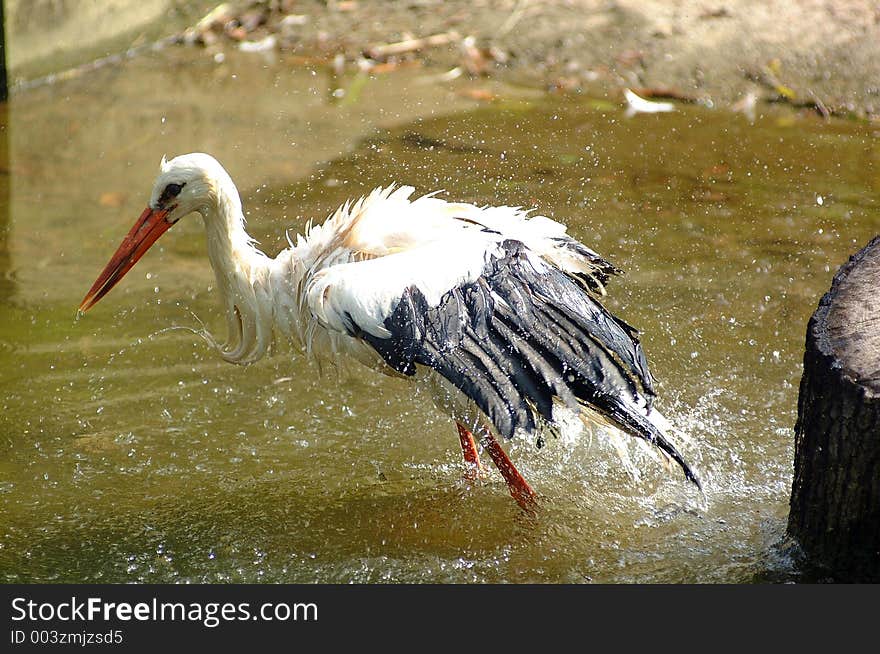 Stork splash