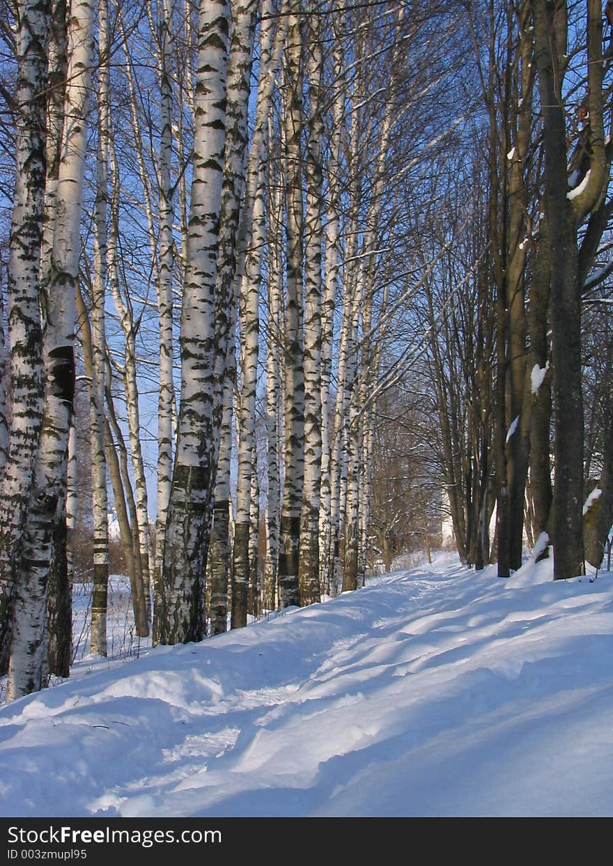 Winter Birches