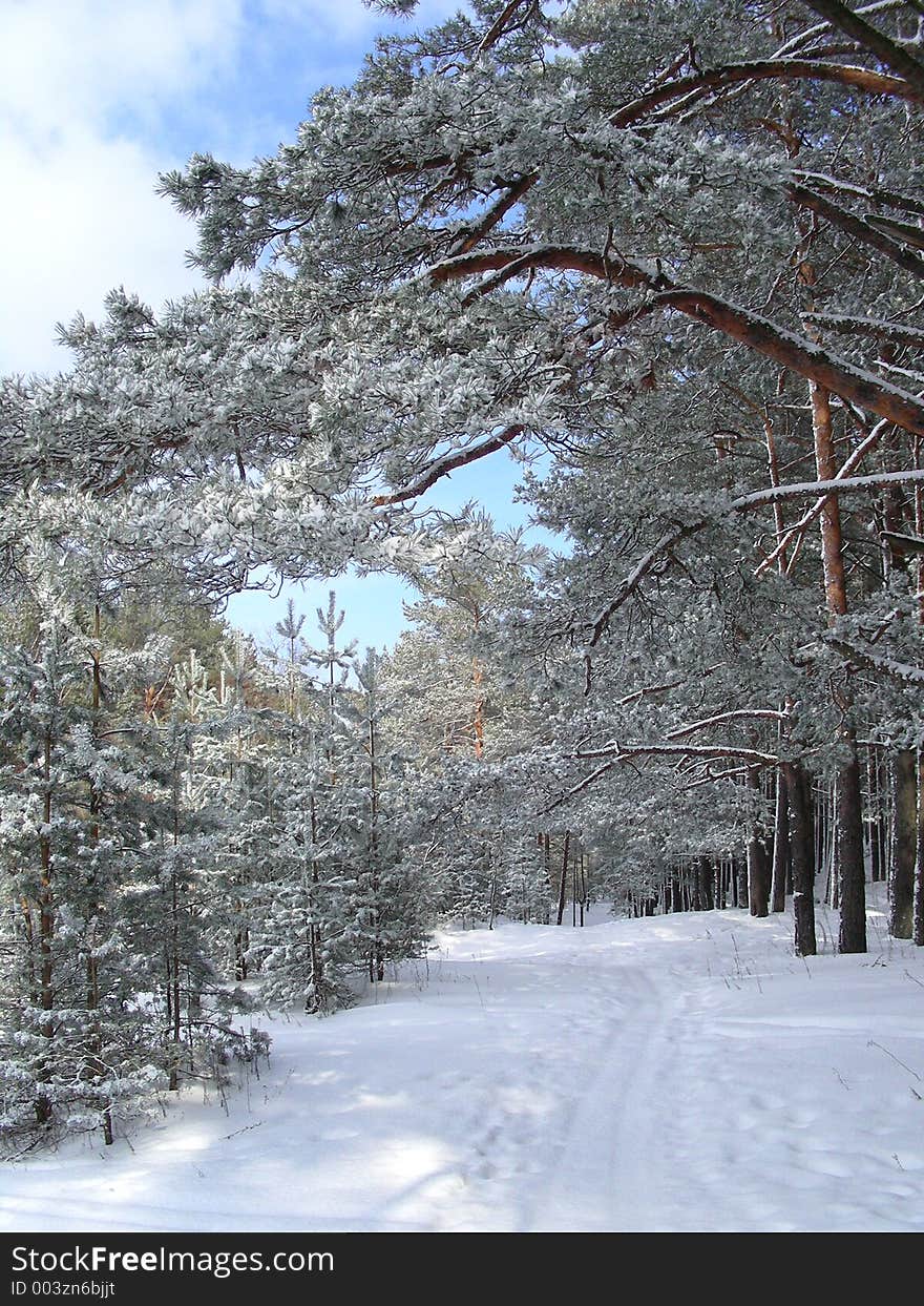 Forest in winter