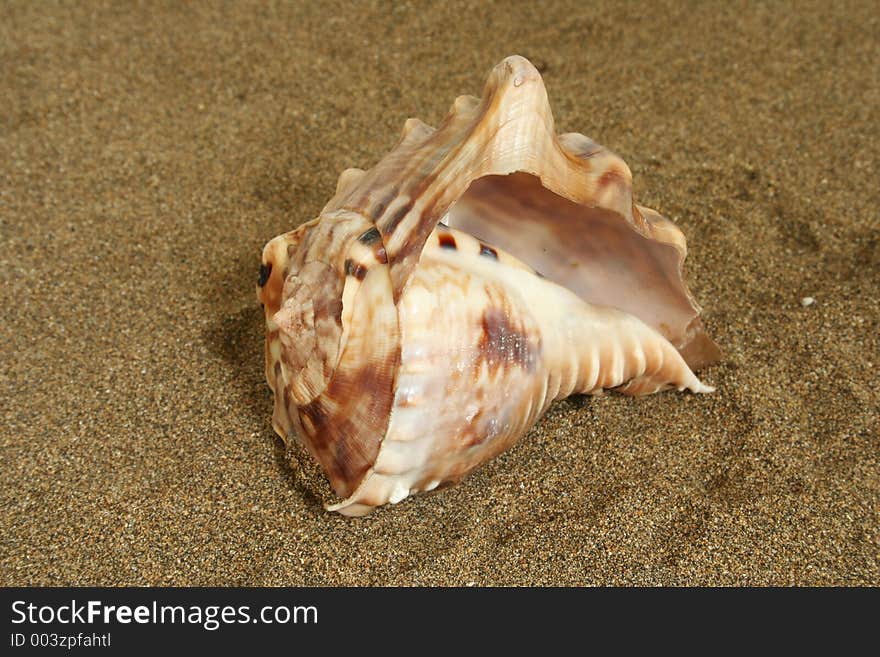 Seashell in the sand