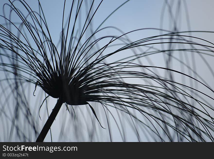 A reed type plant taken with a narrow depth of field. A reed type plant taken with a narrow depth of field.