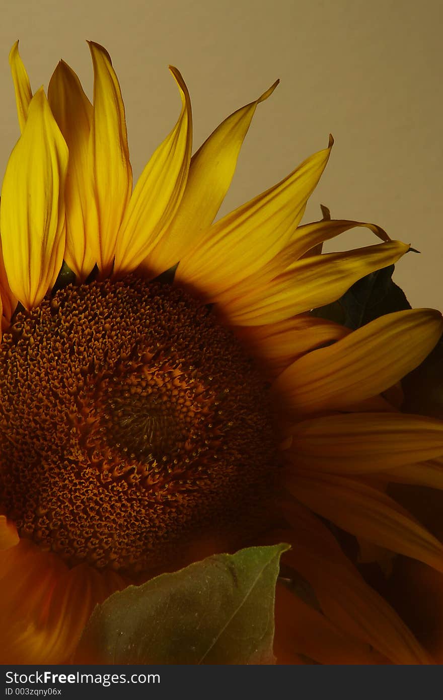 Still life sunflower with a soft brown overlay. (mask). Still life sunflower with a soft brown overlay. (mask)