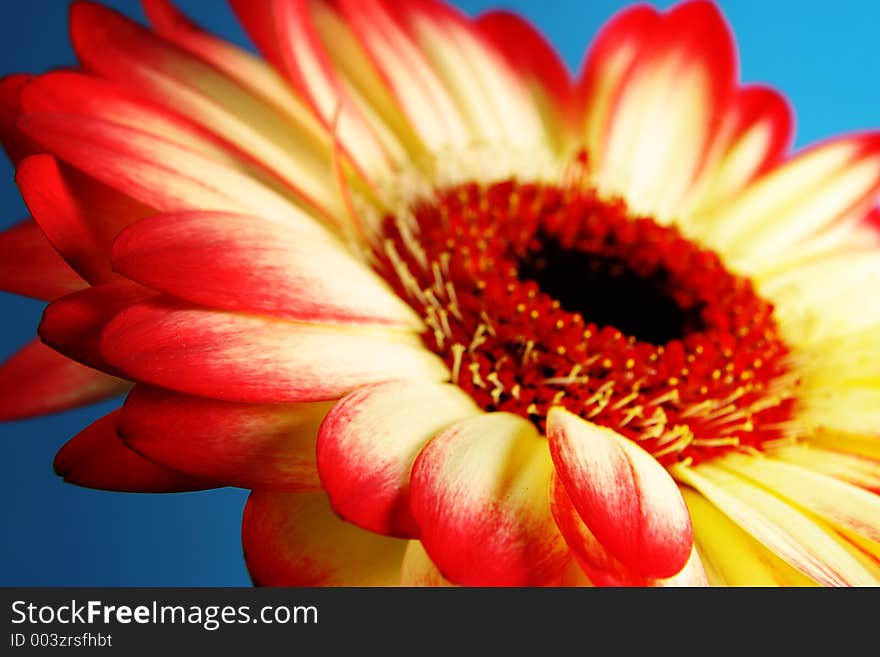 Close up of a daisy, with emphasis on the petals. Close up of a daisy, with emphasis on the petals.