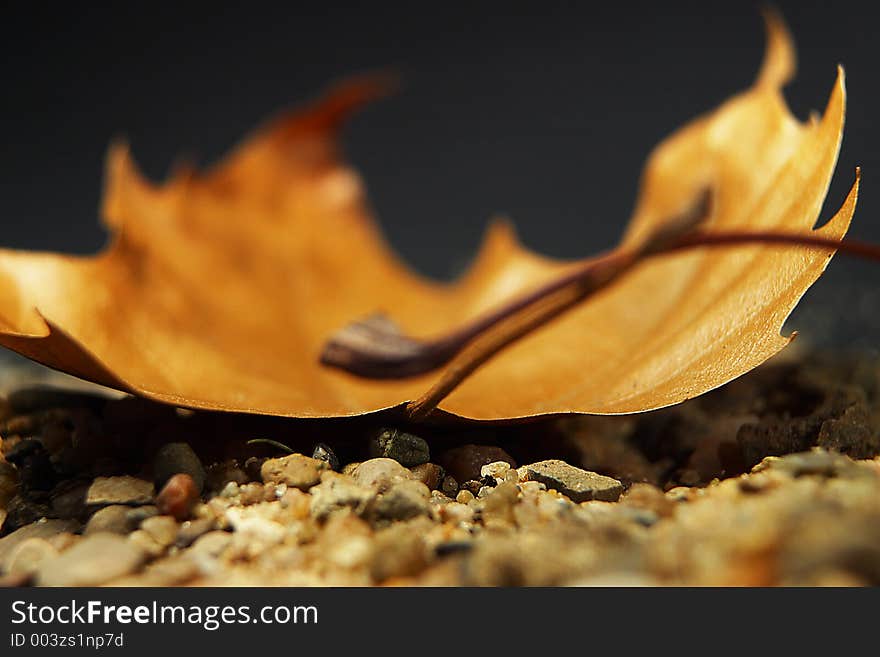 Sand And Leaf