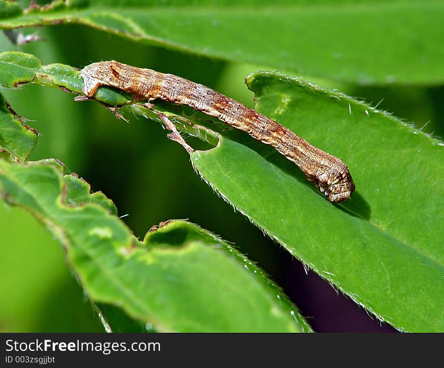 Caterpillar of the butterfly of family Geometridae.