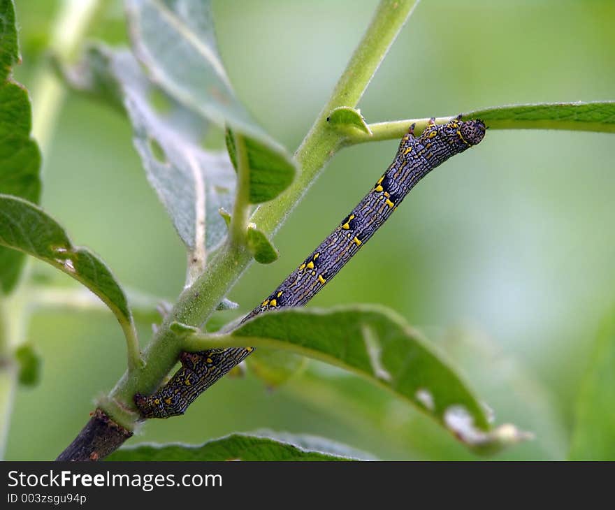 Caterpillar of butterfly Lycia hirtaria.