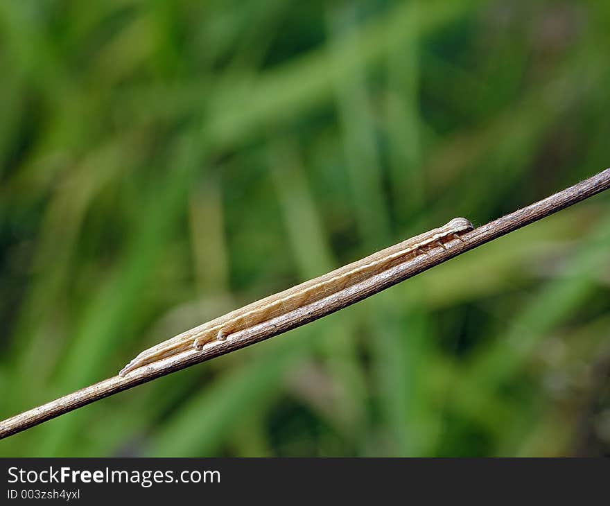 Caterpillar of the butterfly of family Geometridae.