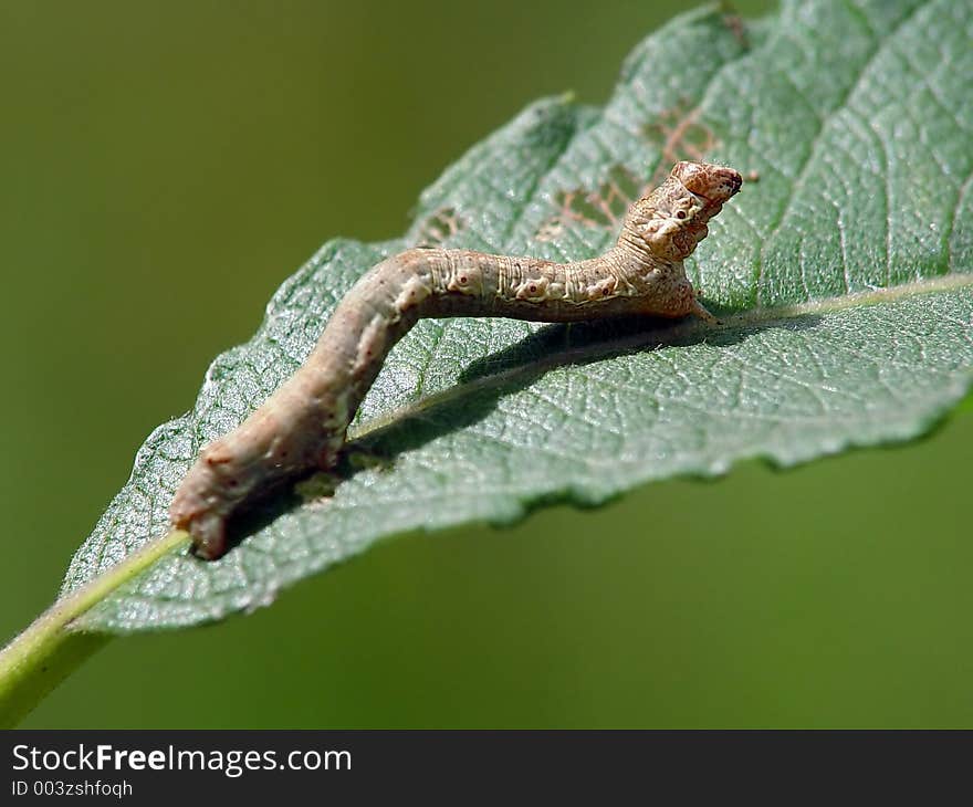 Caterpillar Of The Butterfly Of Family Geometridae.