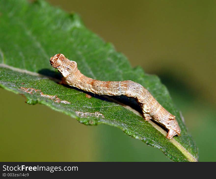 Caterpillar Of The Butterfly Of Family Geometridae.