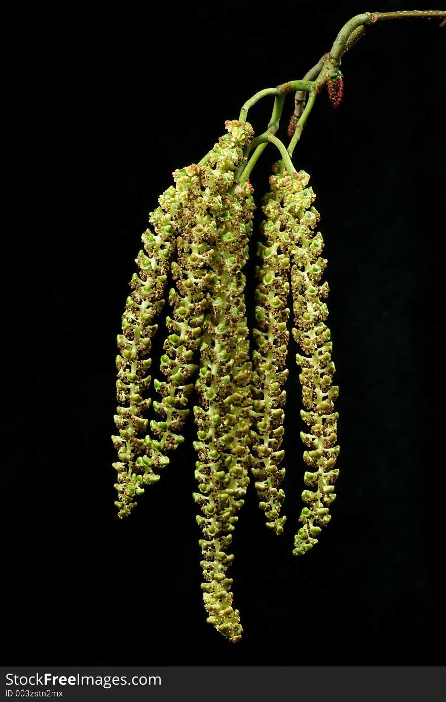 Catkins