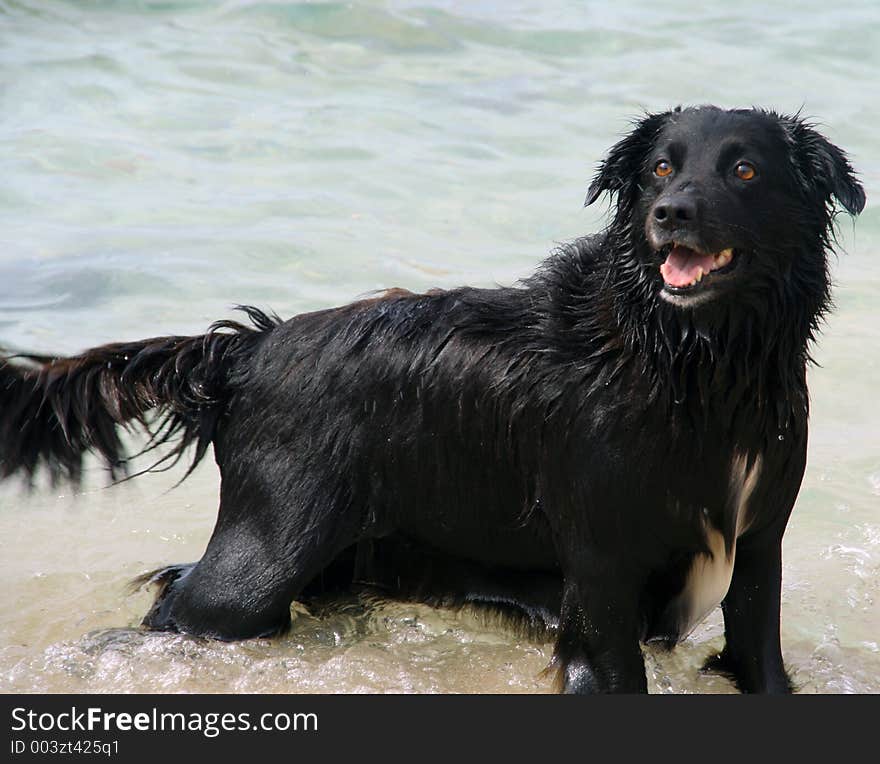 Dog in sea