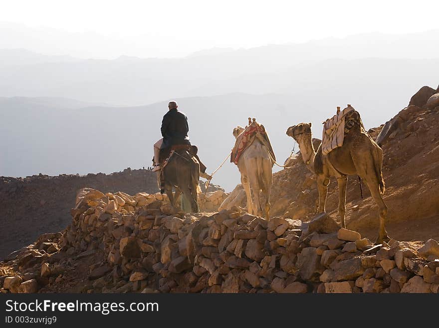 Desert in Sinai. Camel and tourist. Desert in Sinai. Camel and tourist