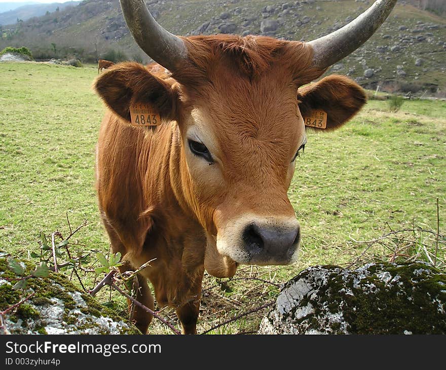 Nice Cow