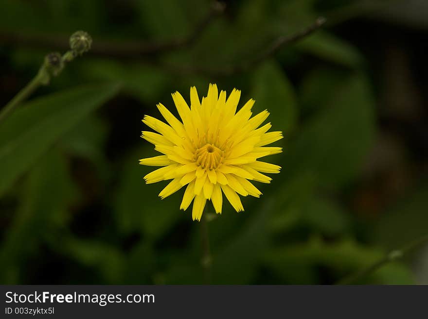 Rustic flower