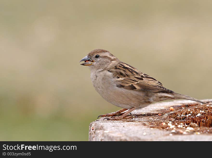 Portrait Of Hungry Sparrow