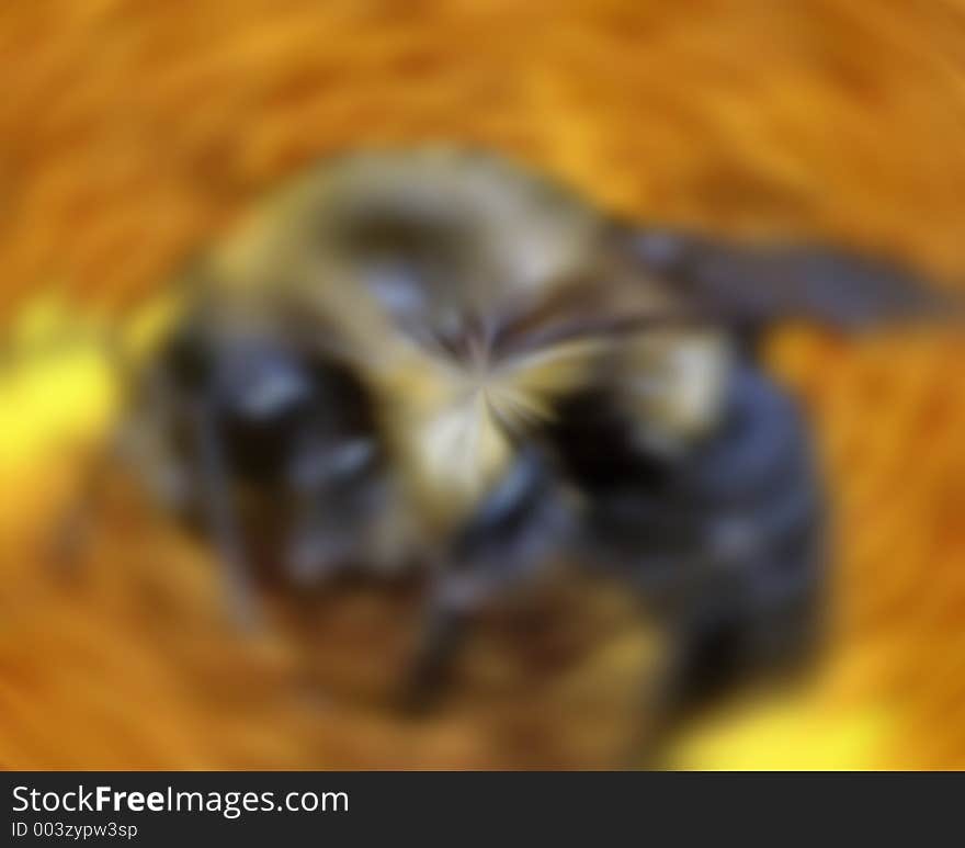 Bee in motion