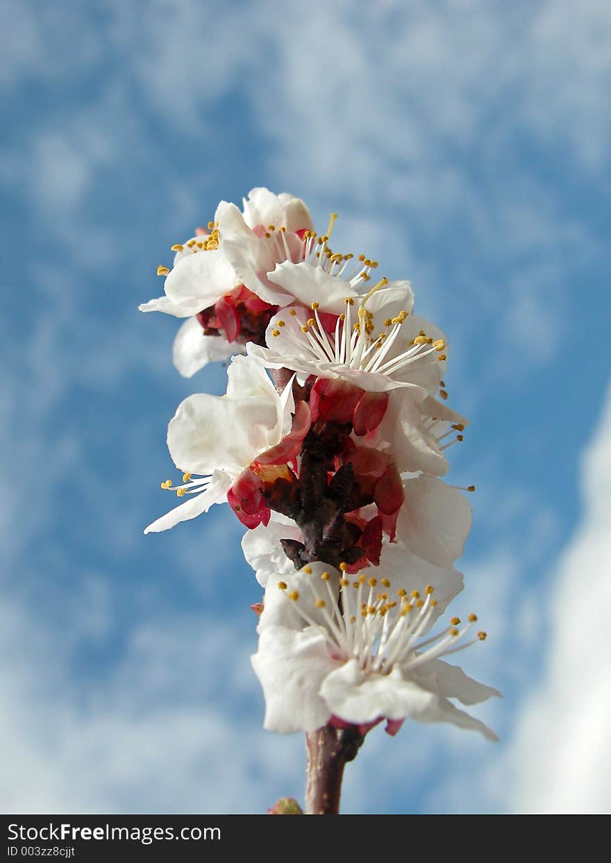 Apple Tree  Blossom In Spring!